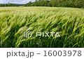 Wind blowing over a crop of barley - England  16003978