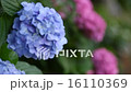 紫陽花の小道 16110369