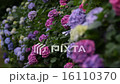紫陽花の小道 16110370
