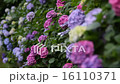 紫陽花の小道 16110371