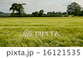 Wind blowing over a field of Barley 16121535