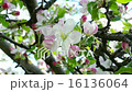 Bee collects nectar from apple blossom 16136064