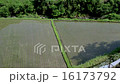 稻田 16173792