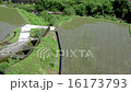 稻田 16173793