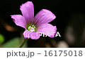 ムラサキカタバミ 16175018