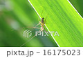 蜘蛛に捕まえられた虫 16175023