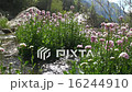 The flow of clean water sways with flowering plant 16244910