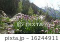 The flow of clean water sways with flowering plant 16244911