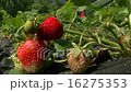 Strawberries in the garden 16275353