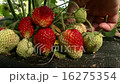 Strawberries in the garden 16275354