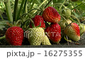Strawberries in the garden 16275355