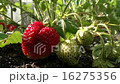 Strawberries in the garden 16275356