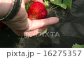 Pick up a strawberries 16275357