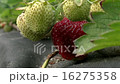 Pick up a strawberries 16275358