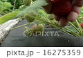 Pick up a strawberries 16275359