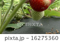 Pick up a strawberries 16275360
