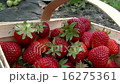 Pick up a strawberries 16275361