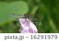 Summer, dragonfly, flower, macro 16291979