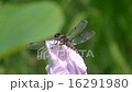 Summer, dragonfly, flower, macro 16291980