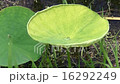Drop Of Water, Lotus leaf, Rain, Summer 16292249