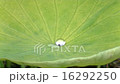 Drop Of Water, Lotus leaf, Rain, Summer 16292250