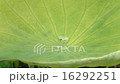 Drop Of Water, Lotus leaf, Rain, Summer 16292251