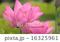 蓮の花とミツバチ 16325961