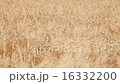 麦畑 16332200