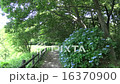 初夏の散歩道（4K撮影→FullHD ProRes）の動画素材 [16370900]