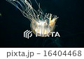 Jellyfish floating in the ocean 16404468