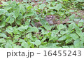 Chipmunk 16455243