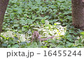 Chipmunk 16455244