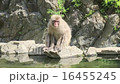 Sitting wild Japanese macaques 16455245