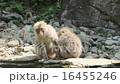 Wild Japanese macaques grooming 16455246