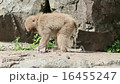 Wild Japanese maca child 16455247