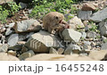 Wild Japanese macaques grooming 16455248