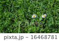 Daysies; Nice close-up time-lapse of some daisies 16468781
