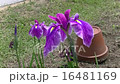 Iris flowers, botanical, garden, summer 16481169