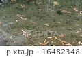 Clean water, ecology, water flow 16482348