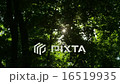 Sparkling Sun Trees Leaves 01 - 4k 16519935
