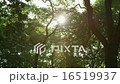Sparkling Sun Trees Leaves 03 - 4k 16519937