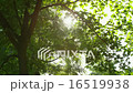 Sparkling Sun Trees Leaves 04 - 4k 16519938