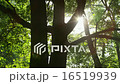 Sparkling Sun Trees Leaves 05 - 4k 16519939