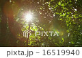 Sparkling Sun Trees Leaves 06 - 4k 16519940