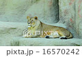 lioness resting , panthera leo 16570242