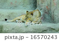 lioness resting , panthera leo 16570243