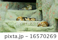 three Lions 16570269