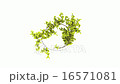 Timelapse growing of plant spiral 16571081