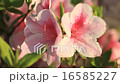 Azalea 16585227