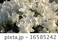 Azalea 16585242